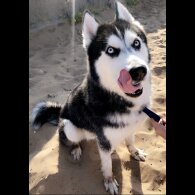 Siberian Husky