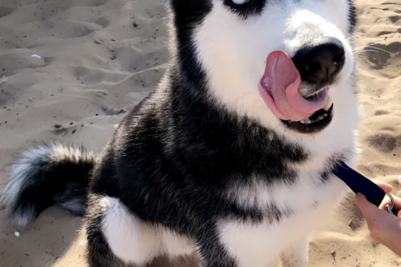 Siberian Husky