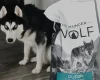 Siberian Husky