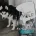 Siberian Husky