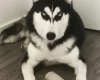 Siberian Husky