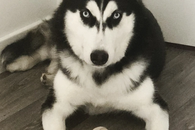 Siberian Husky