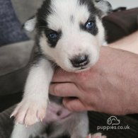 Siberian Husky - Both