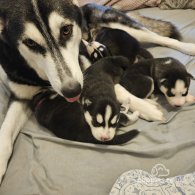 Siberian Husky - Both