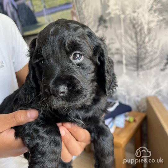 Sprocker Spaniel - Dogs