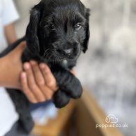 Sprocker Spaniel - Dogs