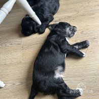 Sprocker Spaniel - Dogs