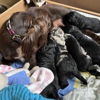 Sprocker Spaniel - Dogs