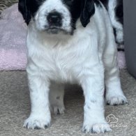 Sprocker Spaniel - Both