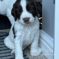 Sprocker Spaniel - Both