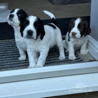 Sprocker Spaniel - Both