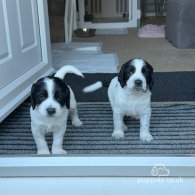 Sprocker Spaniel - Both