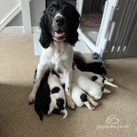 Sprocker Spaniel - Both