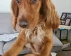 Sprocker Spaniel