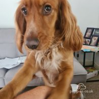 Sprocker Spaniel