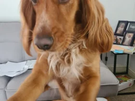 Sprocker Spaniel