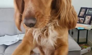 Sprocker Spaniel