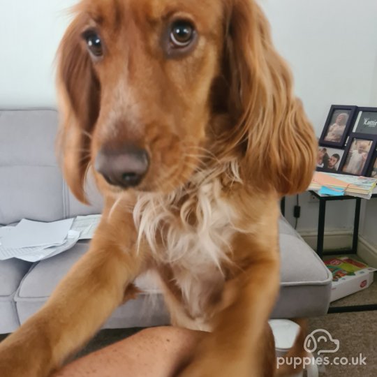 Sprocker Spaniel