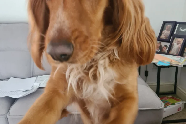 Sprocker Spaniel