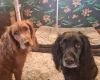 Sprocker Spaniel