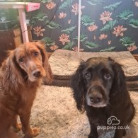 Sprocker Spaniel