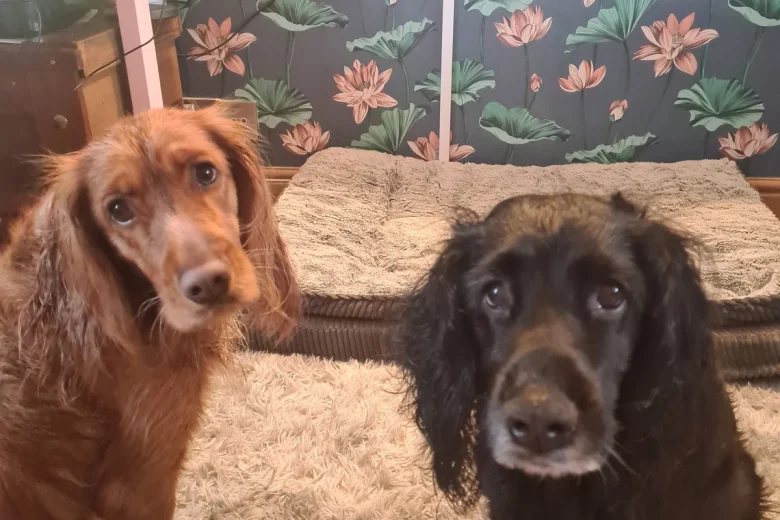 Sprocker Spaniel
