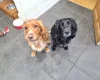 Sprocker Spaniel