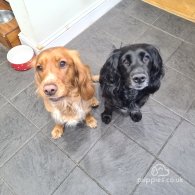 Sprocker Spaniel