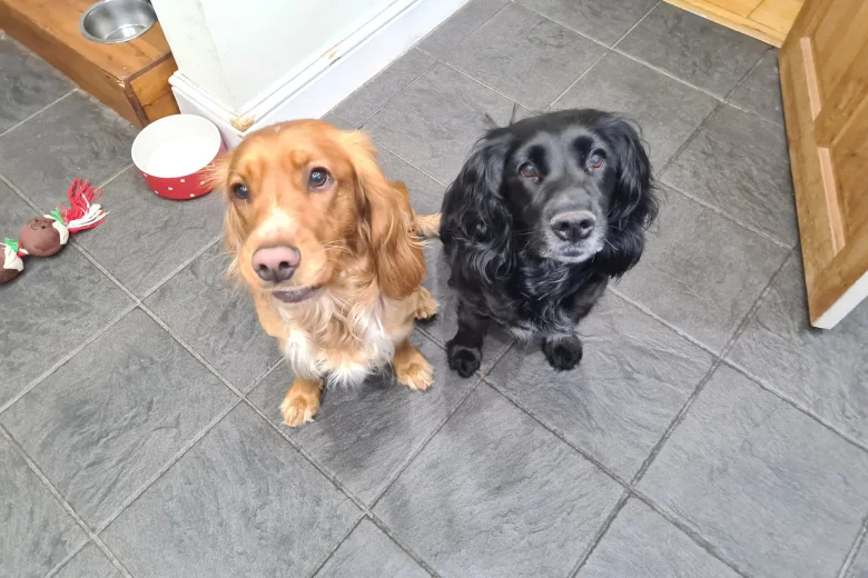 Sprocker Spaniel