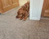 Sprocker Spaniel