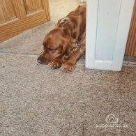 Sprocker Spaniel