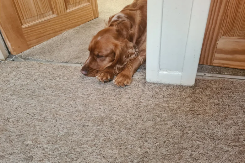 Sprocker Spaniel