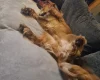 Sprocker Spaniel