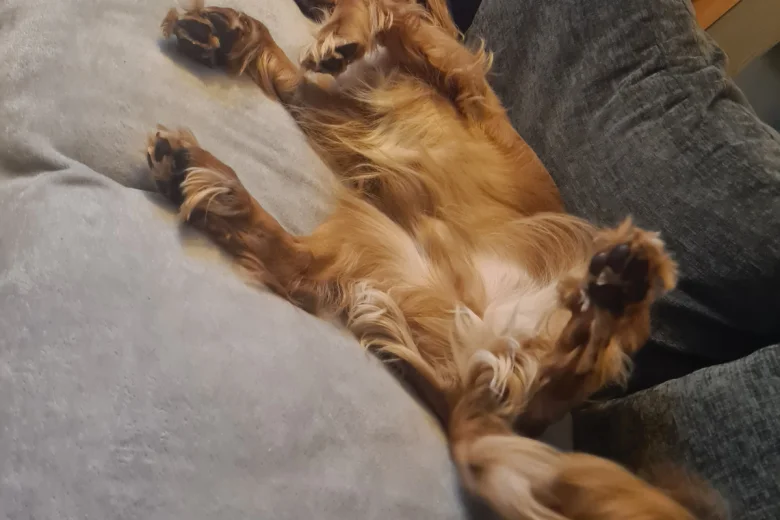 Sprocker Spaniel