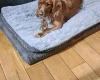 Sprocker Spaniel
