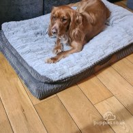 Sprocker Spaniel