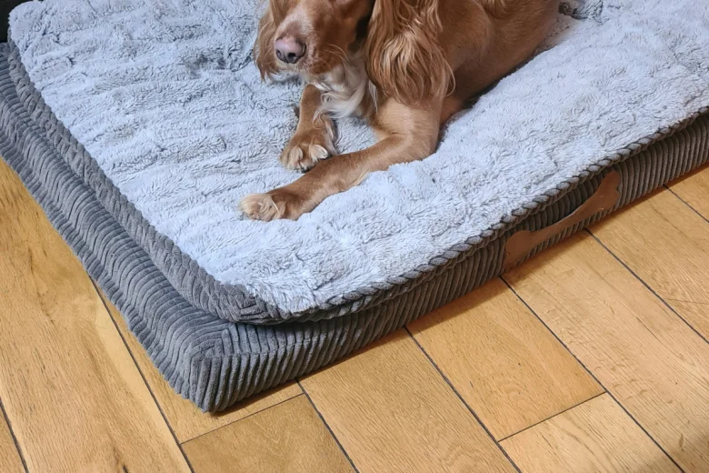 Sprocker Spaniel