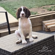 Sprocker Spaniel - Both