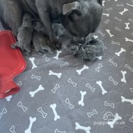 Staffordshire Bull Terrier - Both