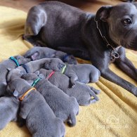 Staffordshire Bull Terrier - Both