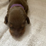 Dachshund (Standard & Miniature) - Dogs