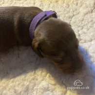 Dachshund (Standard & Miniature) - Dogs