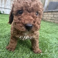 Toy Poodle - Both