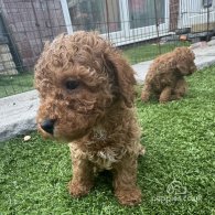 Toy Poodle - Both