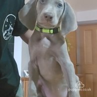 Weimaraner - Both