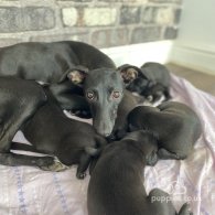 Whippet - Both