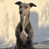 Whippet - Both