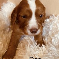 Cocker Spaniel (Working & Show) - Both