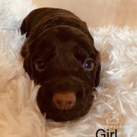 Cocker Spaniel (Working & Show) - Both