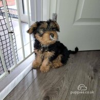 Yorkshire Terrier - Both